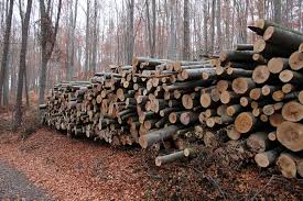 Ekologická těžba dřeva