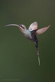 Kolibřík poustevník