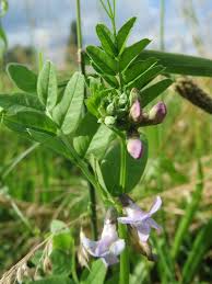 Vicia sepium