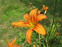 Hemerocallis fulva