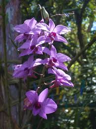 Orchidej Dendrobium bigibbum