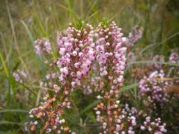 Vesovec tkav (Erica vagans)