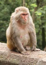 Makak rhesus